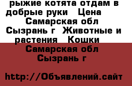 рыжие котята отдам в добрые руки › Цена ­ 10 - Самарская обл., Сызрань г. Животные и растения » Кошки   . Самарская обл.,Сызрань г.